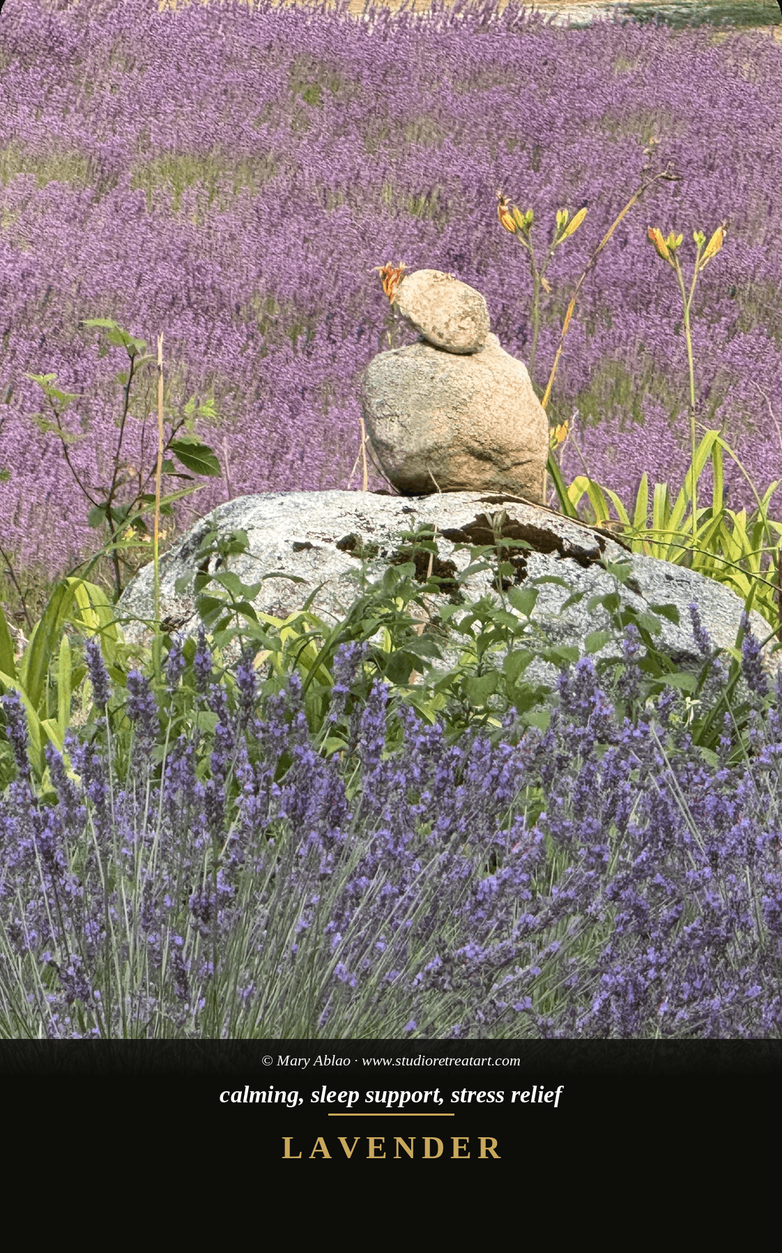Lavender card — calming, sleep support, stress relief